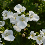 Diascia Elfjes White